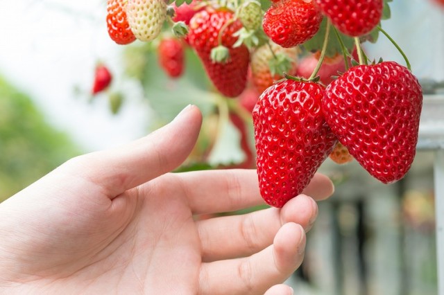 日光でいちご狩り🍓